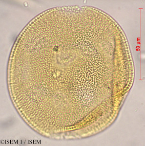 ISEM 1/Opuntia_pentlandii_29448/Opuntia_pentlandii_29448_0001(copy)_thumb.jpg